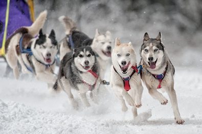 Das Legendäre oberharzer Schlittenhunderennen - Gruppenevent - Clausthal Zellerfeld - Aktionen Niedersachsen